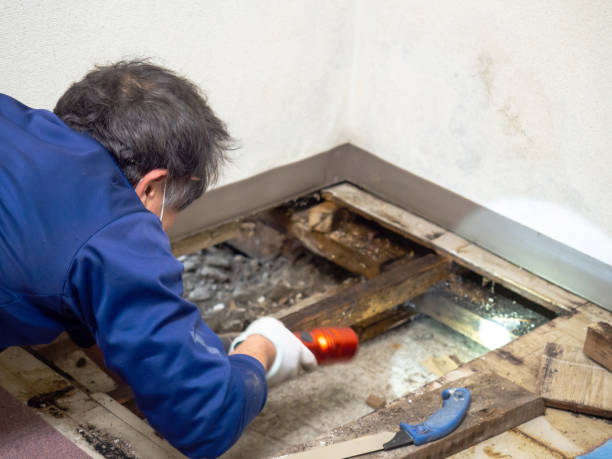 Best Office Mold Removal Services  in Weleetka, OK