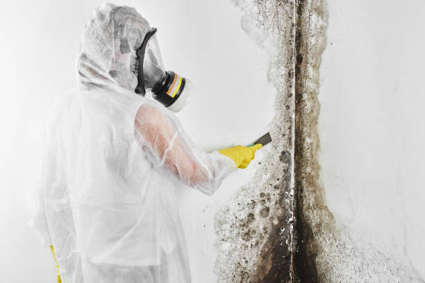 Best Local Mold Removal Service  in Weleetka, OK