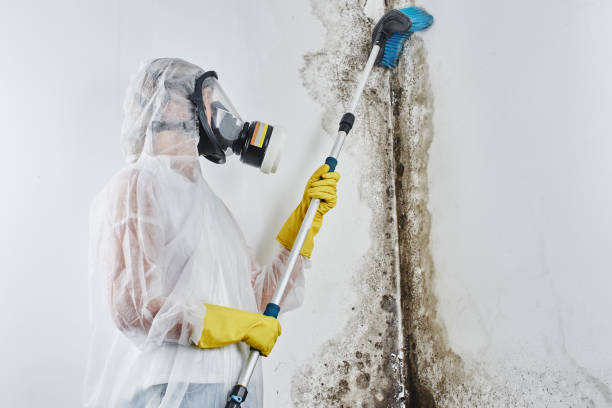 Best Professional Mold Removal  in Weleetka, OK