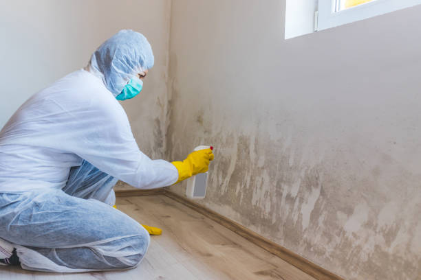 Best Commercial Mold Removal  in Weleetka, OK