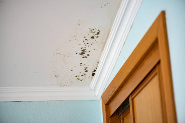 Best Mold Cleaning Services  in Weleetka, OK