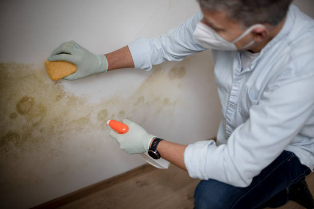 Best Same-Day Mold Removal  in Weleetka, OK