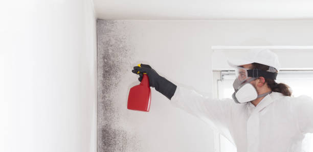 Reliable Weleetka, OK Mold Removal Solutions