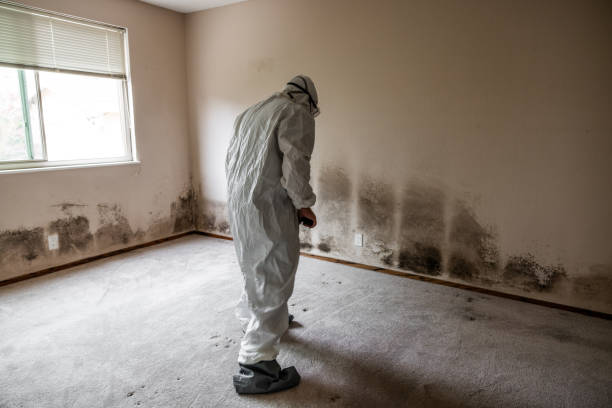 Professional Mold Removal in Weleetka, OK