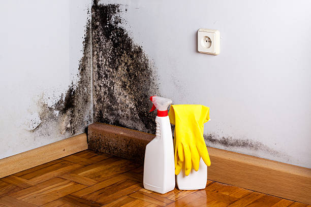 Best Residential Mold Removal  in Weleetka, OK